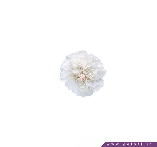 سایت فروش گل - گل میخک بالتیکو - Carnation | گل آف